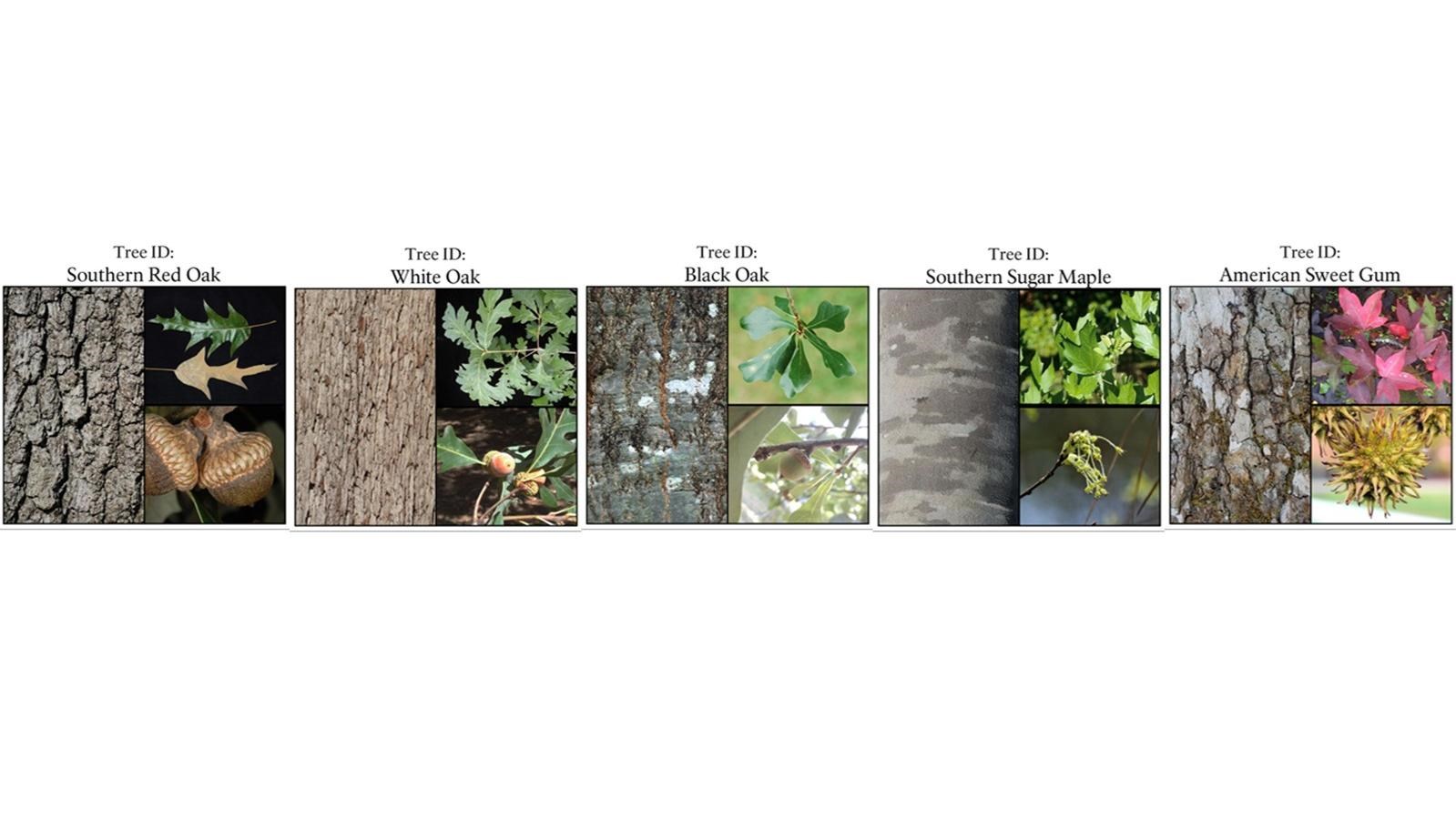 An array of images shows the various types of bark and leaves found on trees within the park.