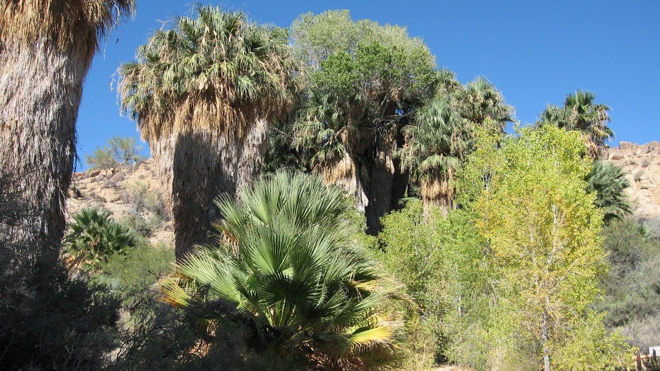 Cottonwood trees and California fan palms 