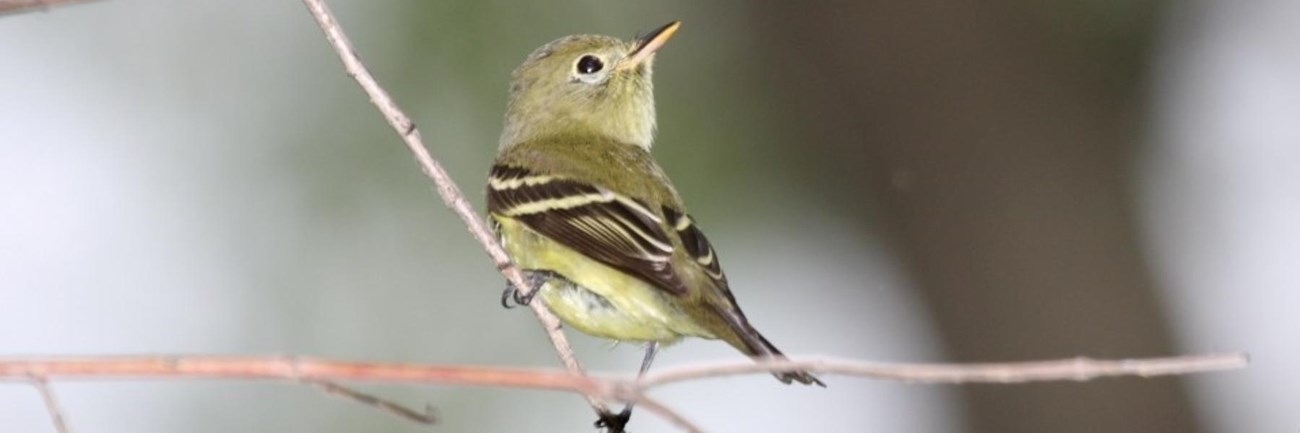 Small yellow bird perched on a thin branch