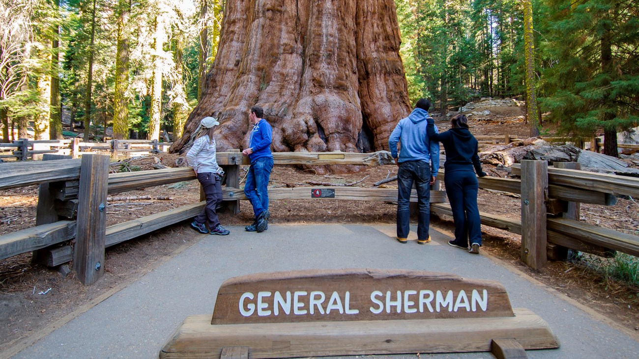 Visitors stand in front of a massive sequoia tree.