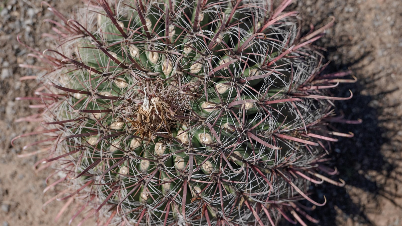 A cactus with pink thorns