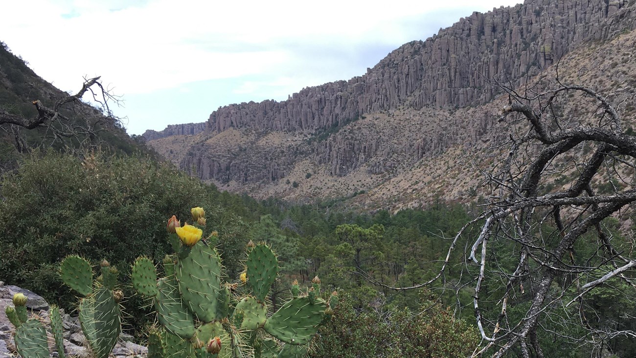 Cactus in front of large canyon