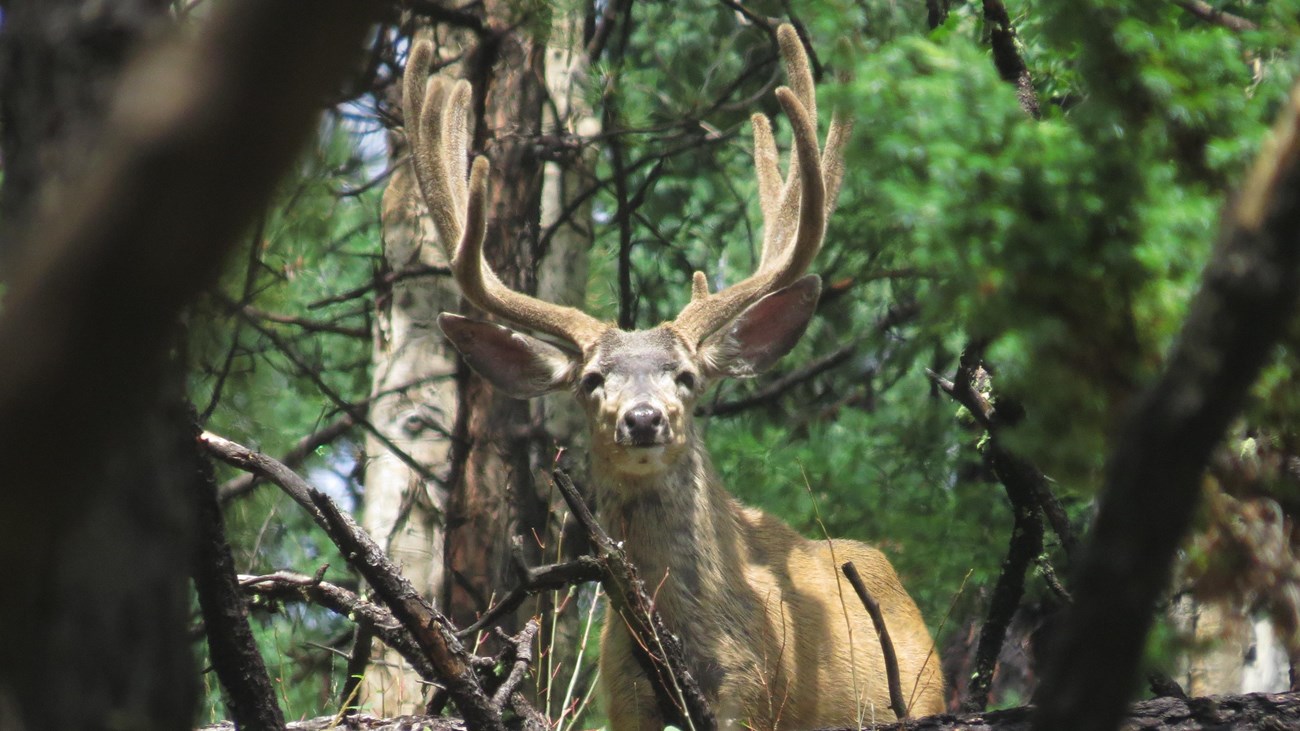 A male mule deer with large antlers looking through a thick forest.