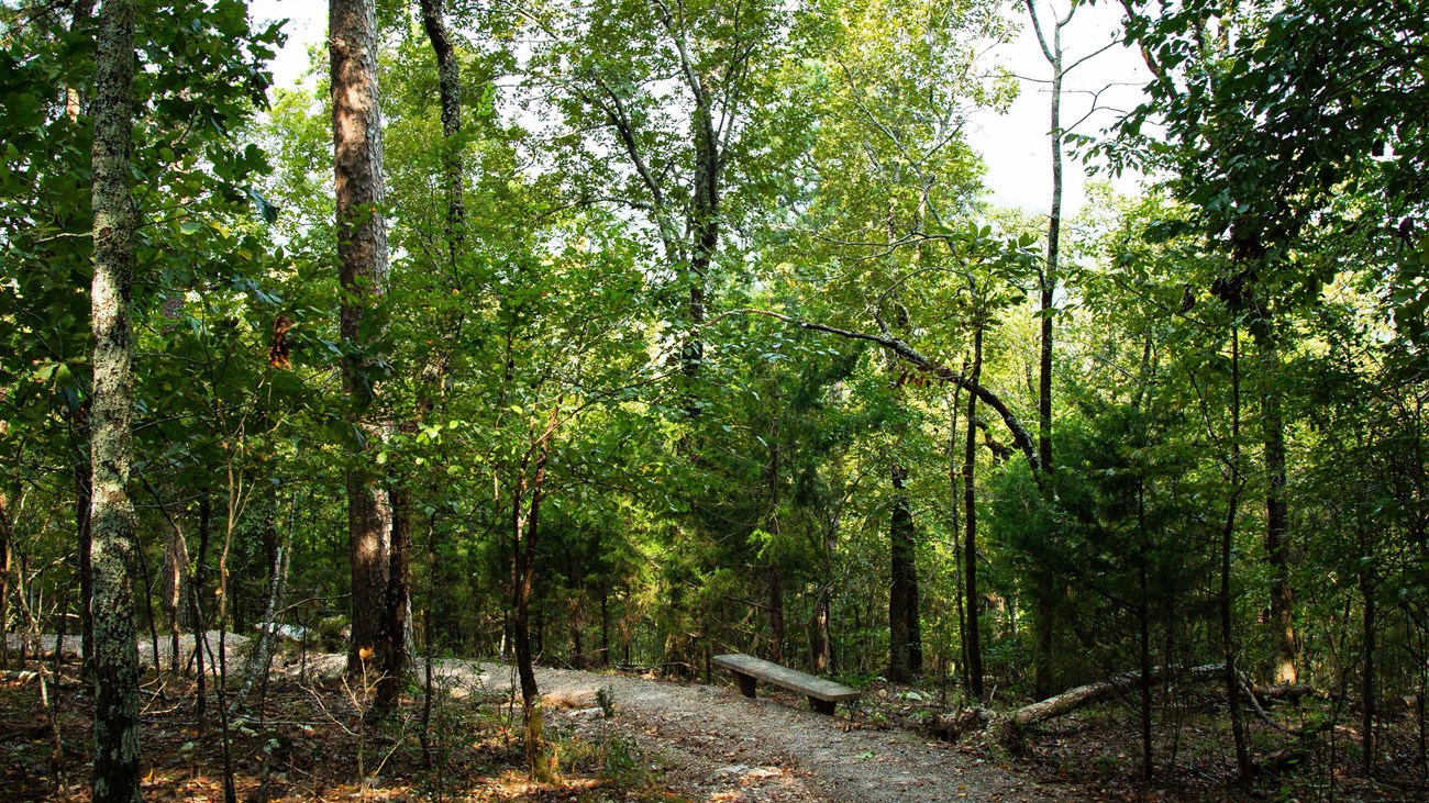 A rocky trail curves through the trees on a hillside.