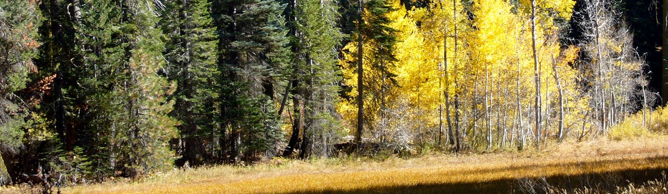 Trees with green and yellow leaves stand behind a field of yellow grass