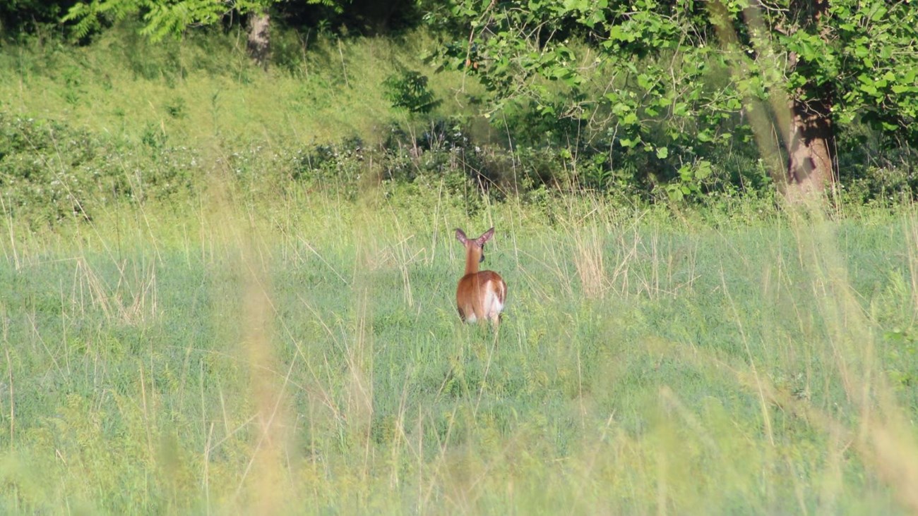 Green grass field in the battlefield with a young deer grazing