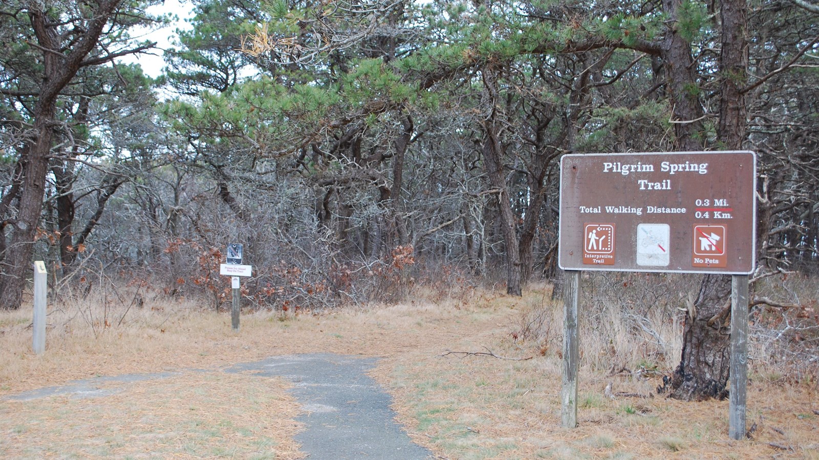 Entrance to the Pilgrim Spring trail. Pine needles on the forest floor surround the trail.