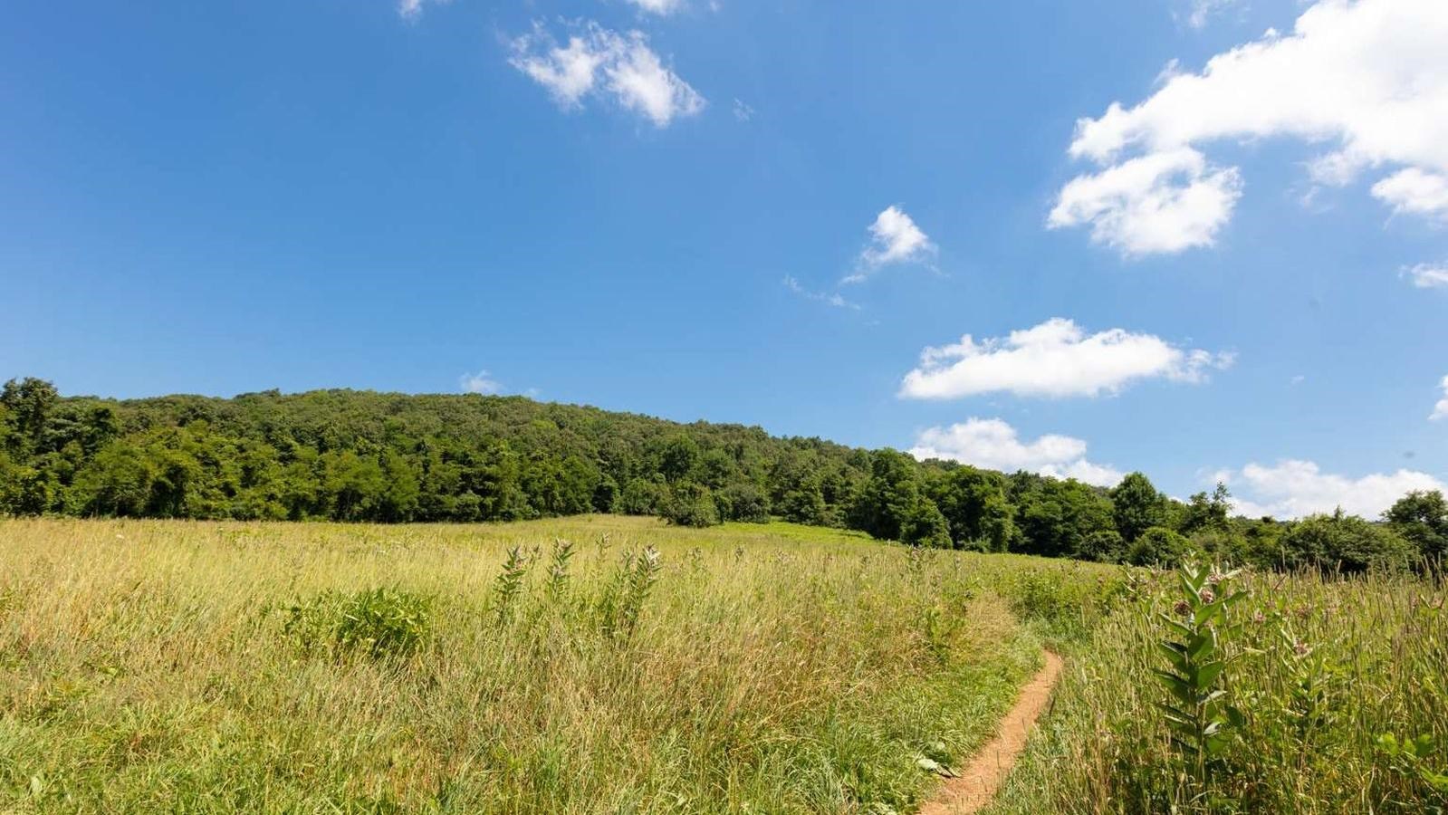 A color photograph of an open meadow with rolling hills and trees in the distance.