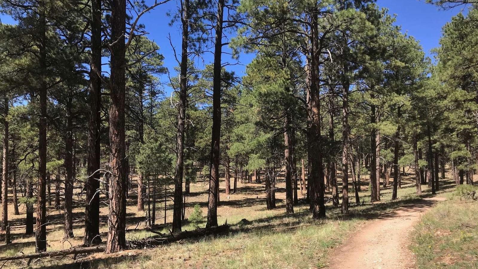 A dirt trail leads through a forest.