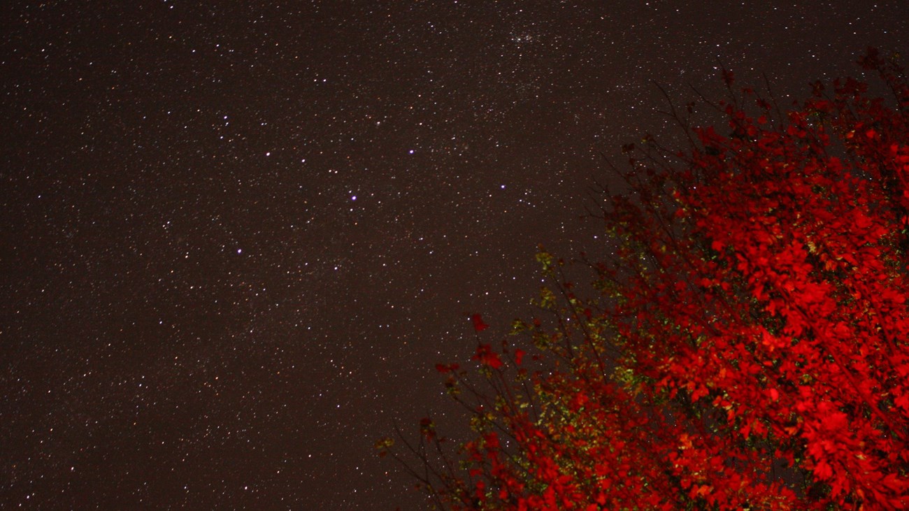 A dark night sky full of stars with a tree in the foreground lit up with a red glow. 