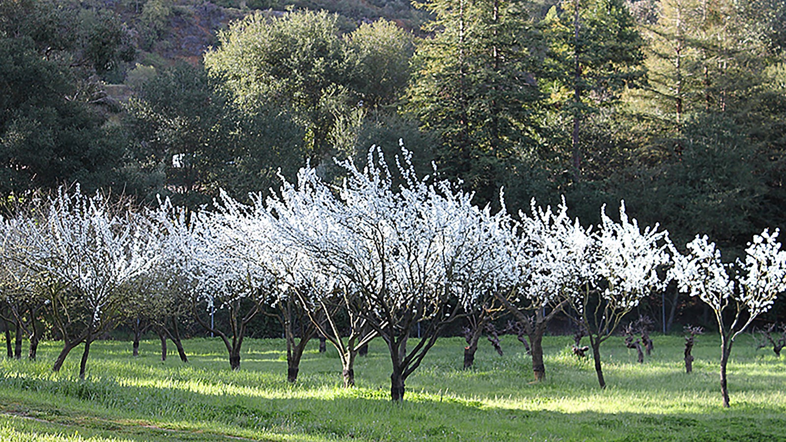 Multiple plum trees are blooming with flowers against a backdrop of other trees. 
