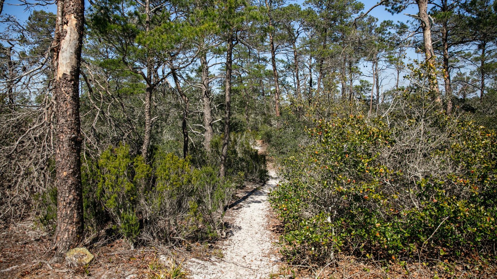 A sandy trail leads into the woods.