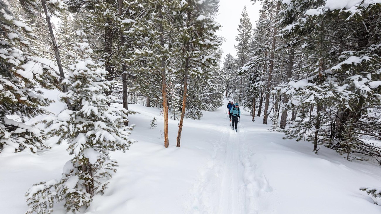 Skiers follow a straight trail through a snowy forest.