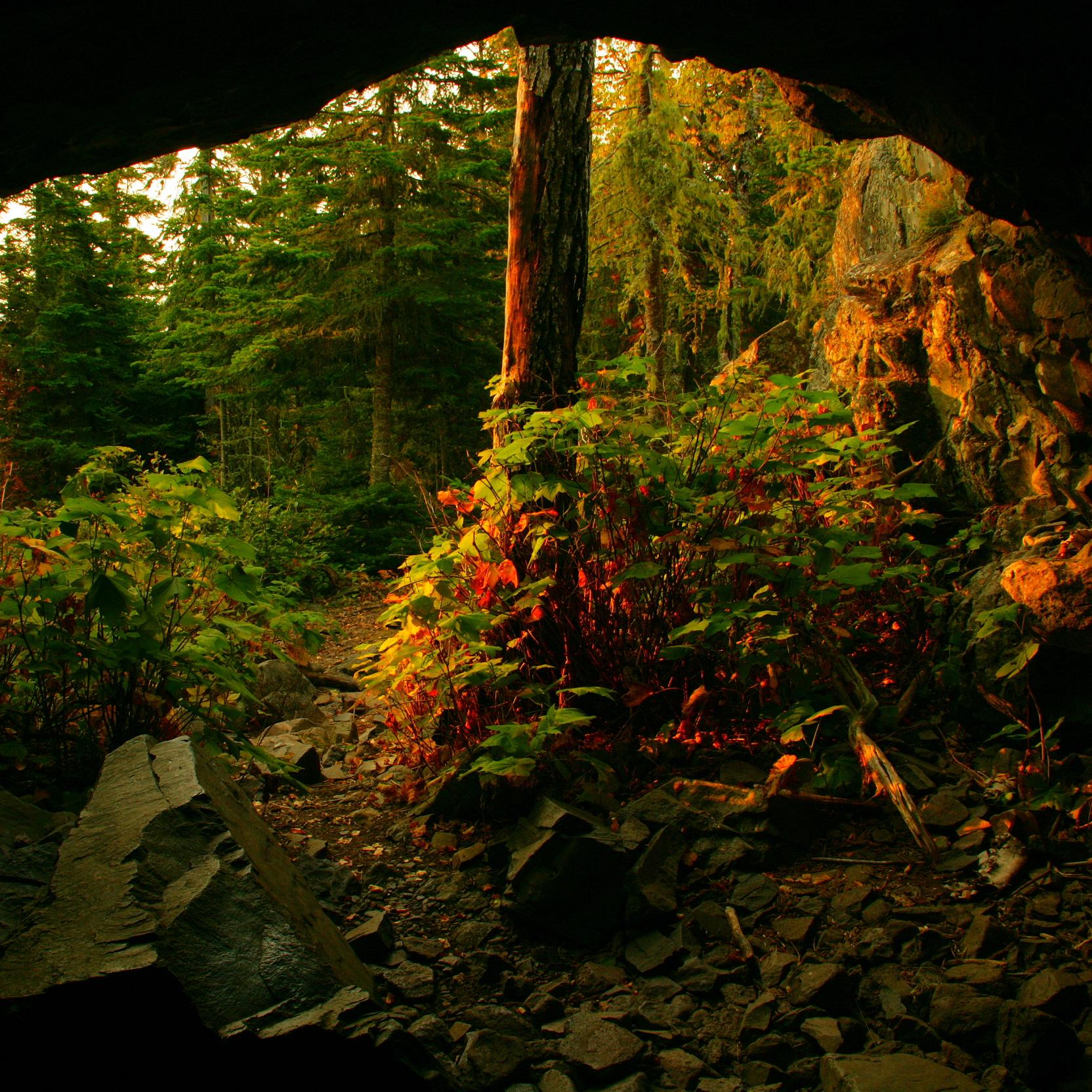 Looking out of Suzy’s Cave sunlight falls on vegetation. 