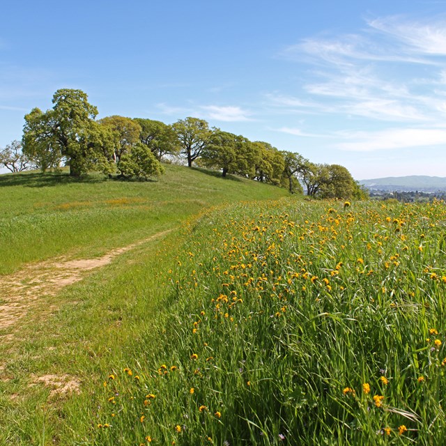 Photograph of the Mount Wanda hills. Green grass and trail. 