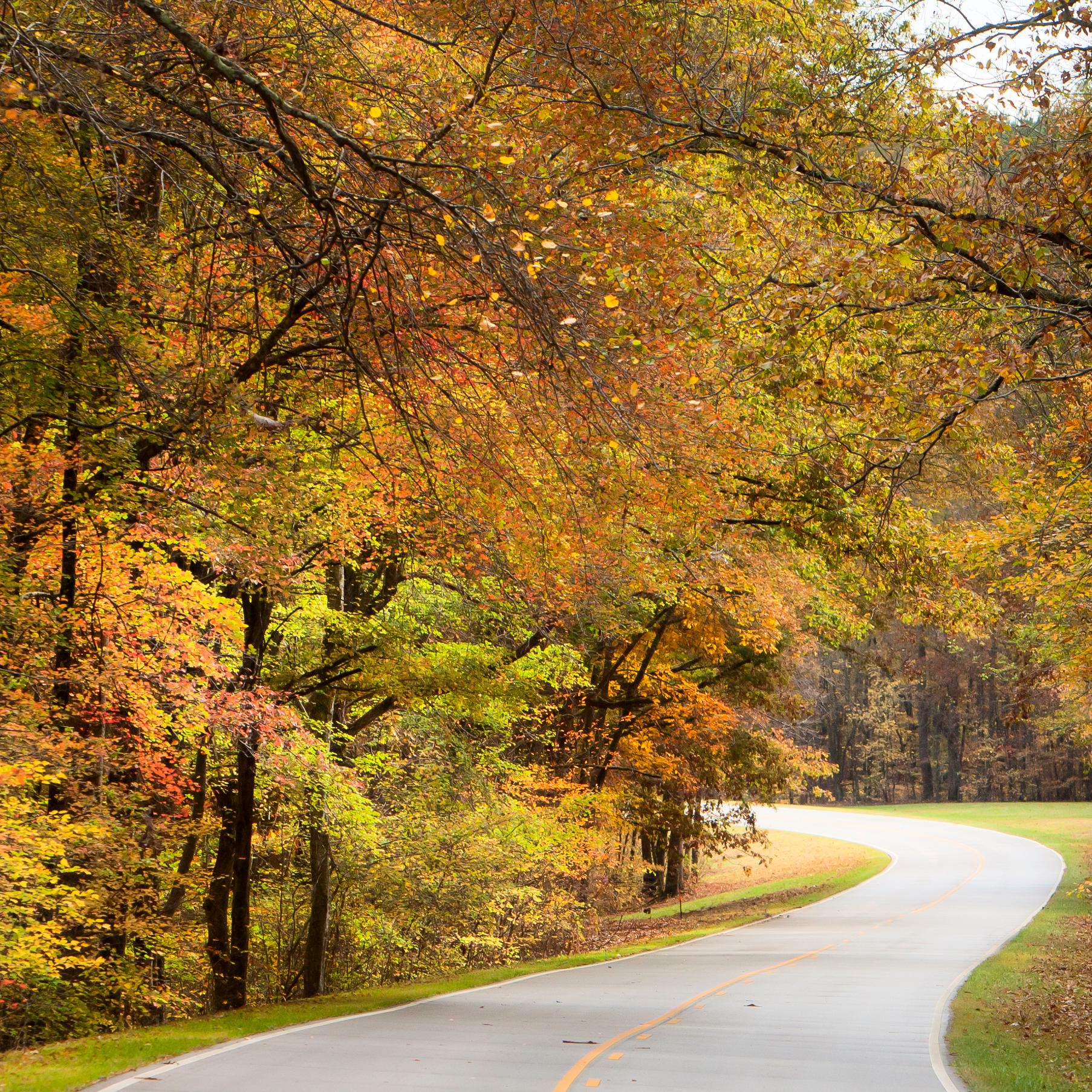 Roadway goes away from viewer. Vibrant orange and yellow leaves hand from trees boarding the road.