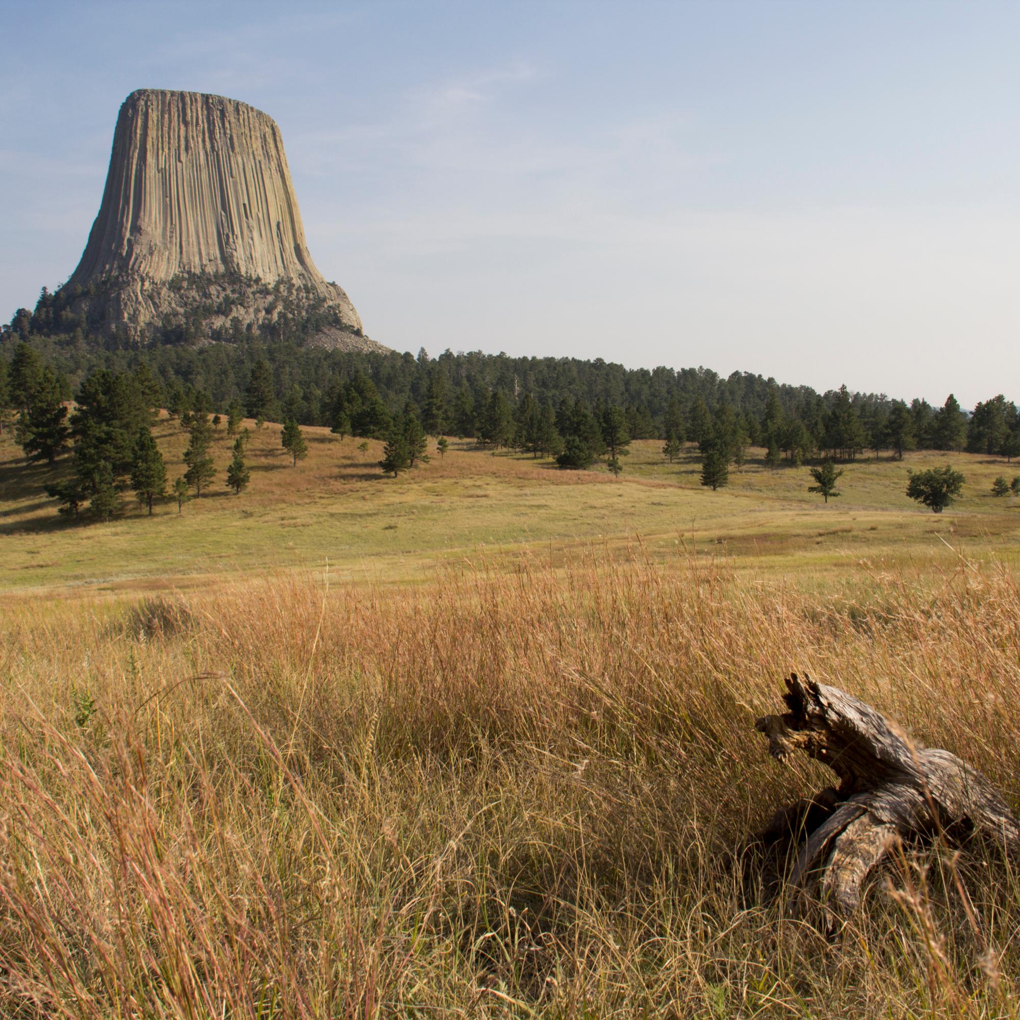 A view of a tall grass prairie with a tree log in the foreground and Devils Tower in the back.