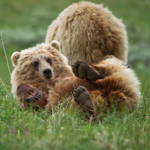 A bear on it\'s back in green grass