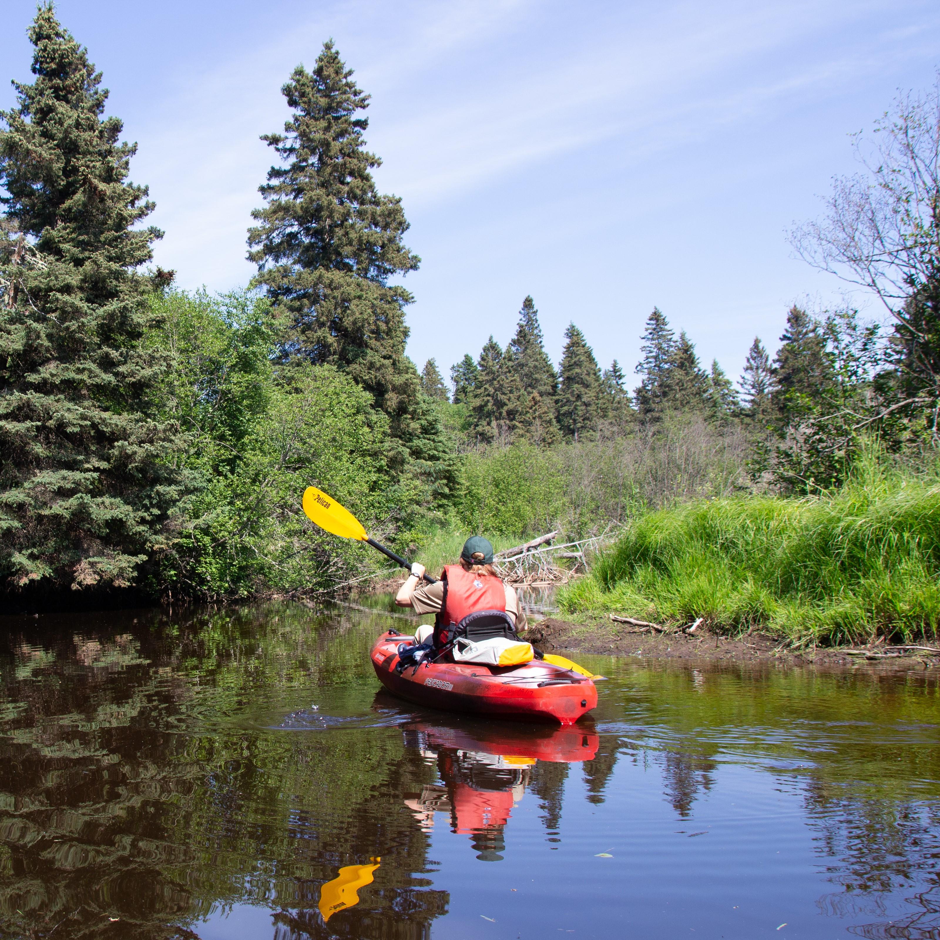 A person kayaks in a creek surrounded by forest. 