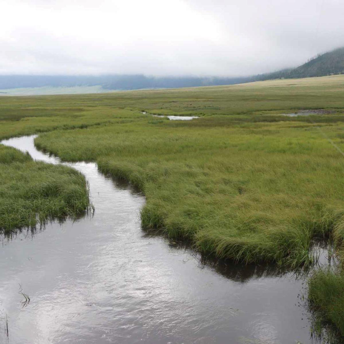 An angler fishes a narrow stream in a foggy montane grassland.