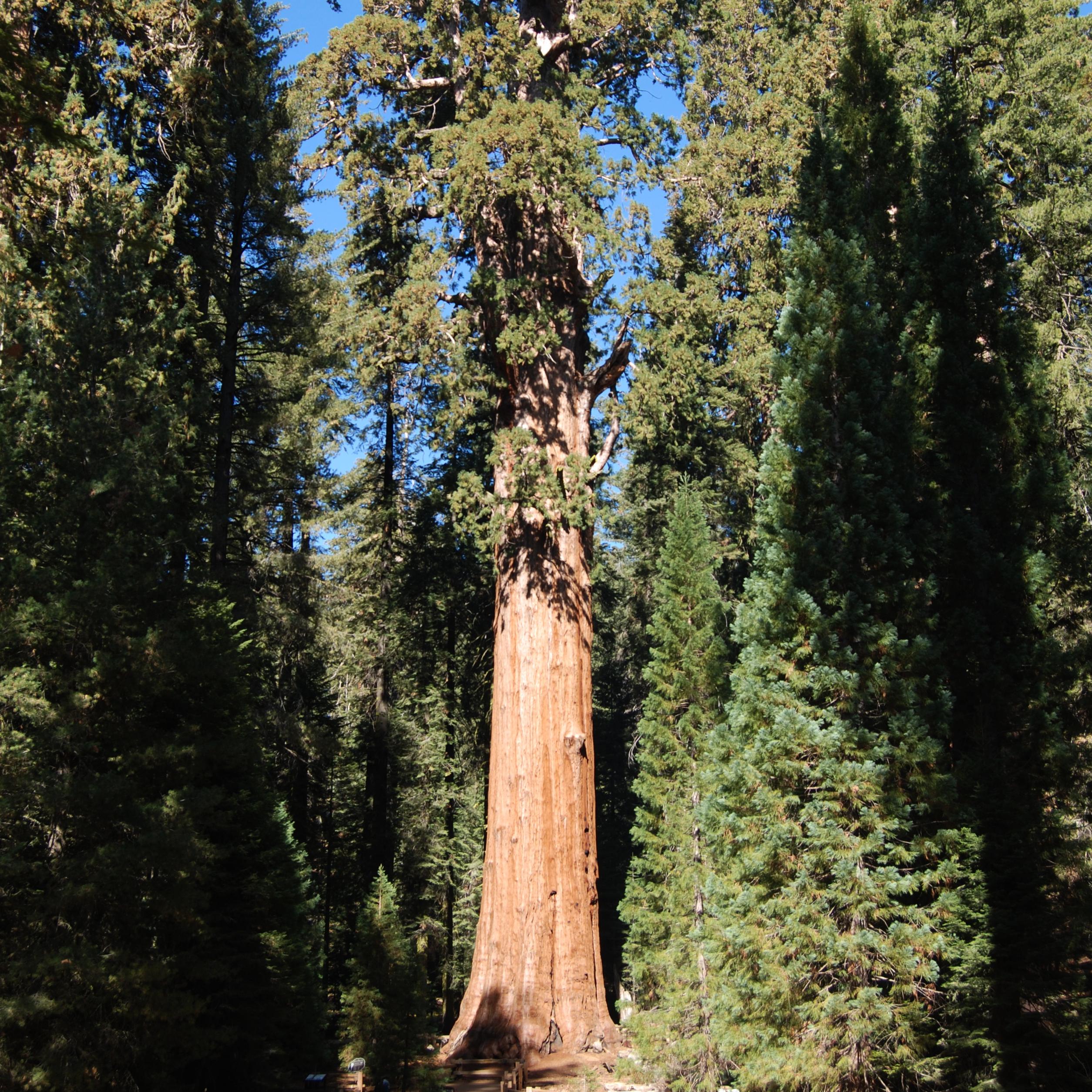 The Sherman Tree, a giant sequoia tree