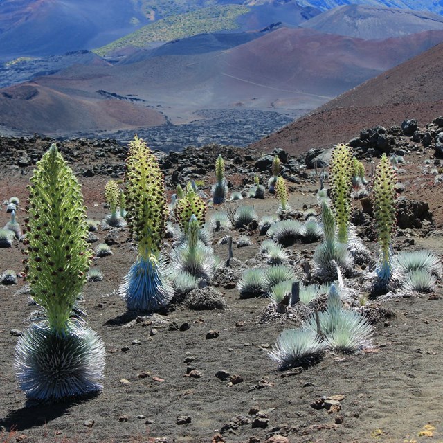 Silversword plants stretch across a volcanic landscape
