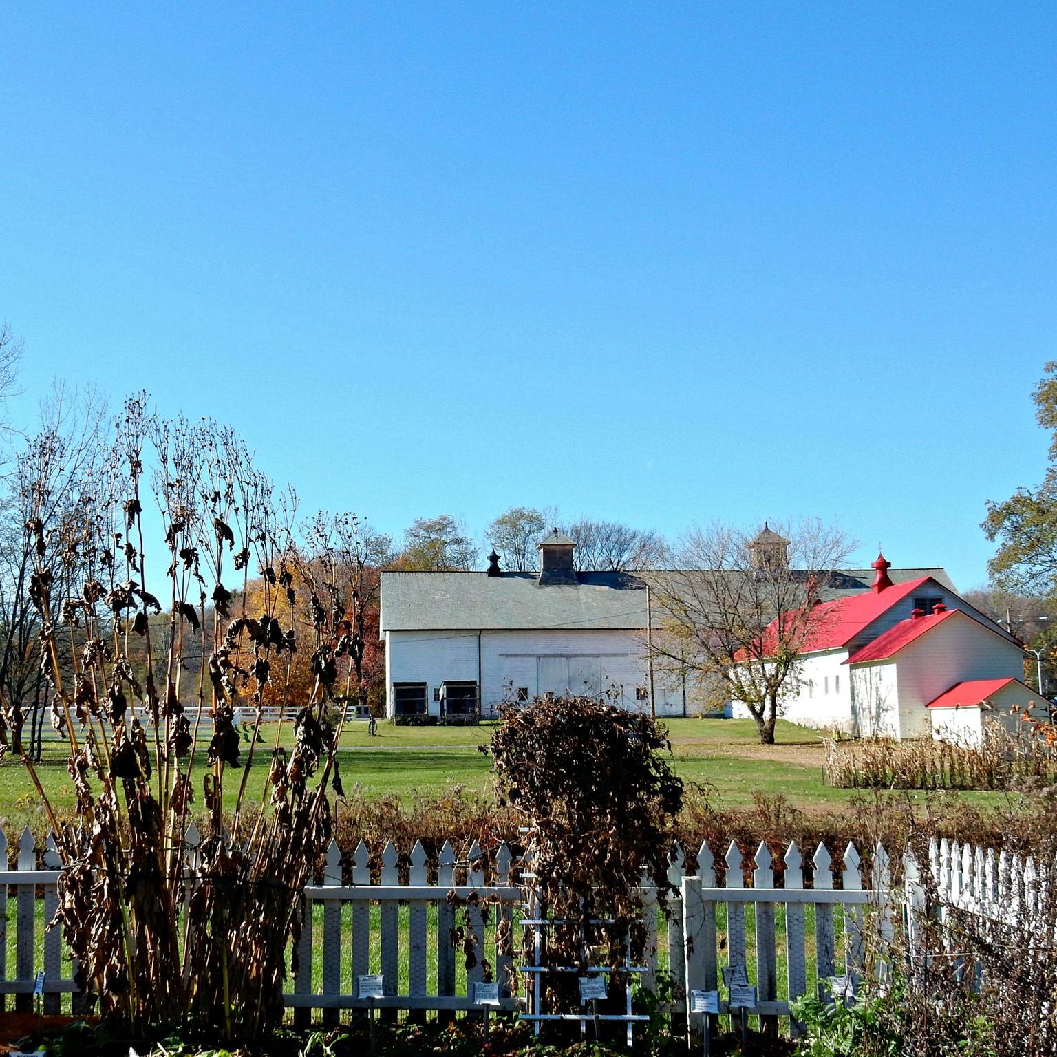 looking from a fenced in herb garden towards large white barns