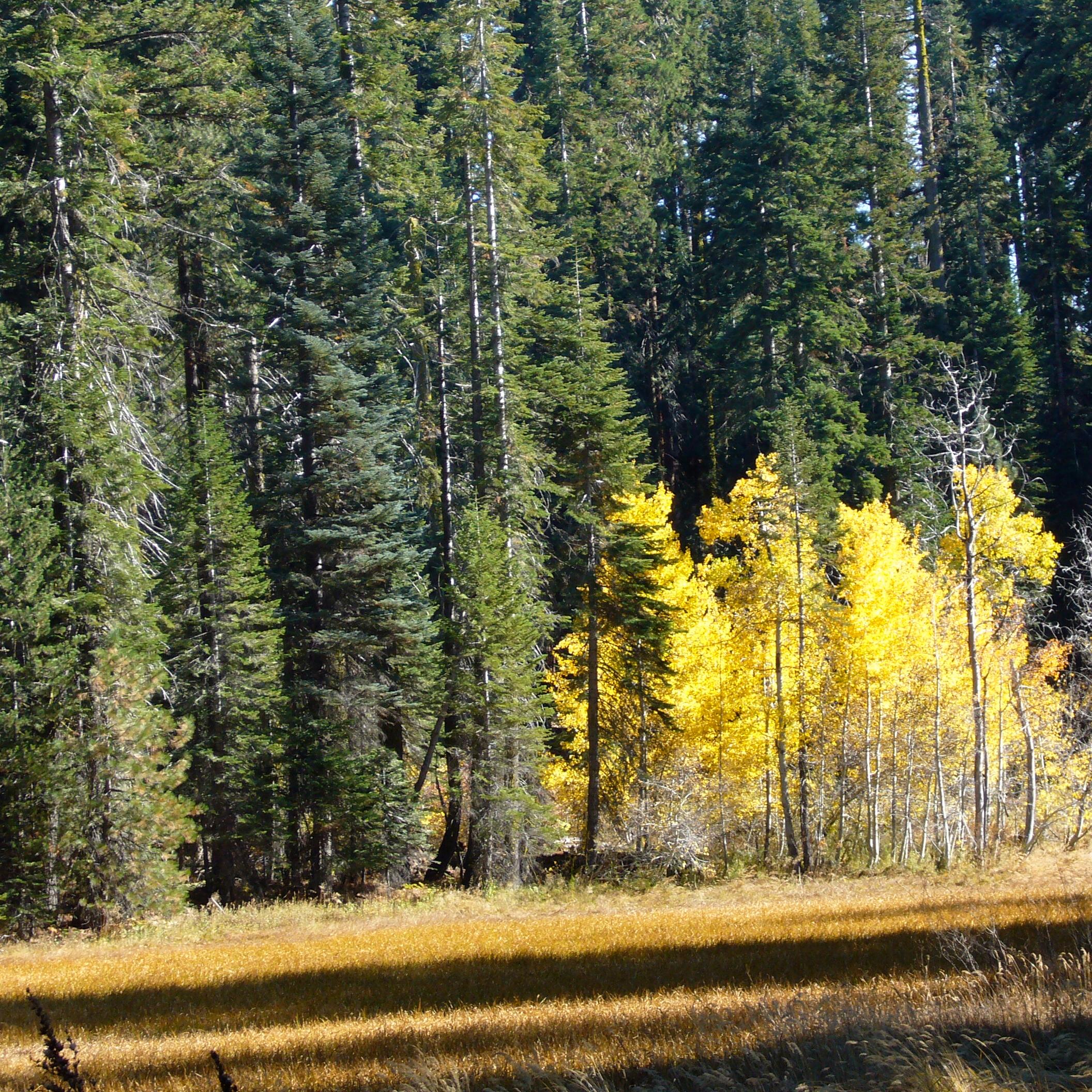 Trees with green and yellow leaves stand behind a field of yellow grass