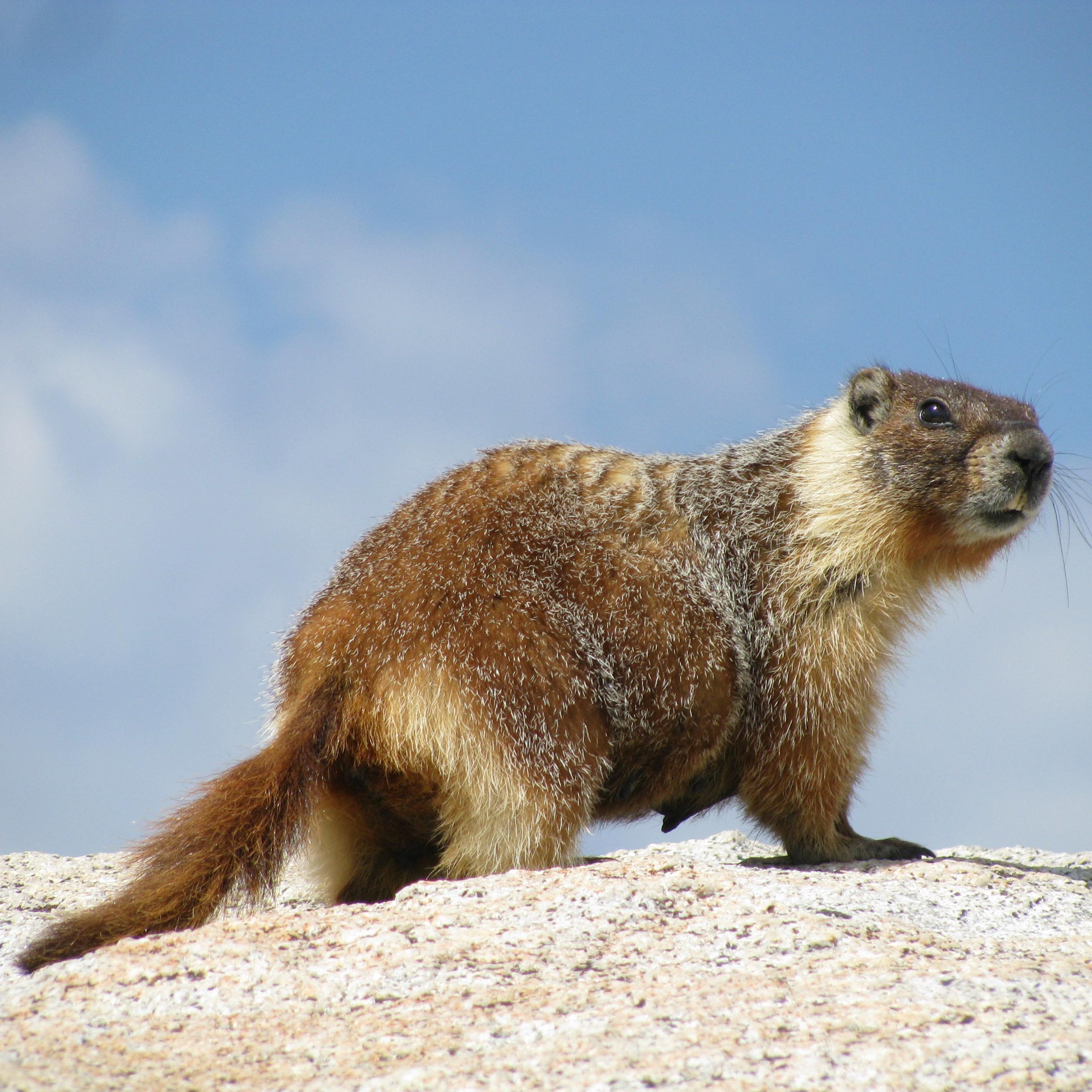 A yellow-bellied marmot stands on top of a rock.