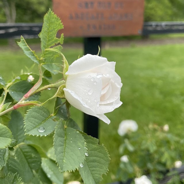 Image of Abigail's Rose