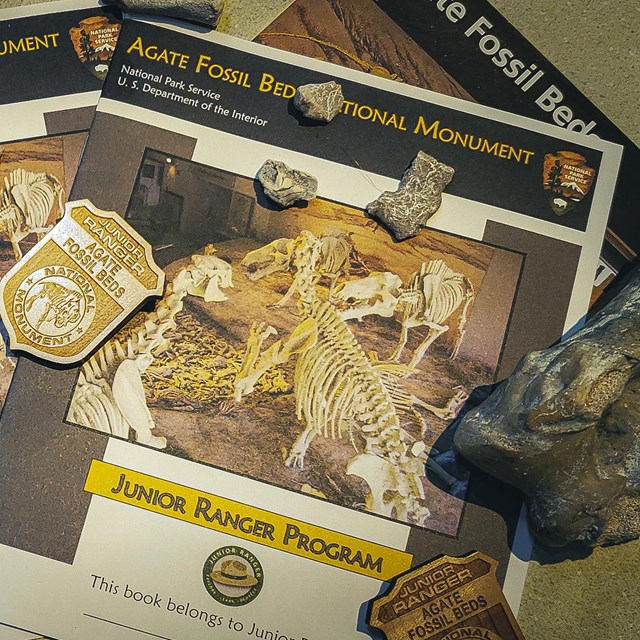 Junior ranger booklets, badges and brochures scattered across a table