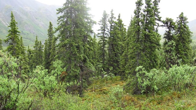 A boreal forest
