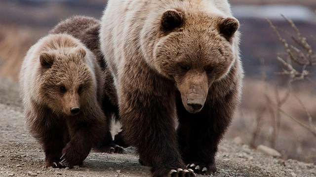 a grizzly sow and cubs walk along the road in Denali national park and preserve