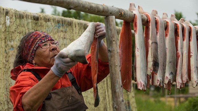 woman hangs salmon to dry as part of subsistence practices