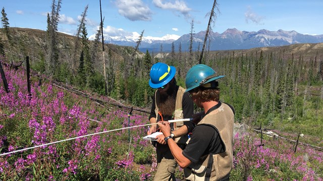 two people in hard hats measuring an unknown item in a fir scarred forest with purple flowers