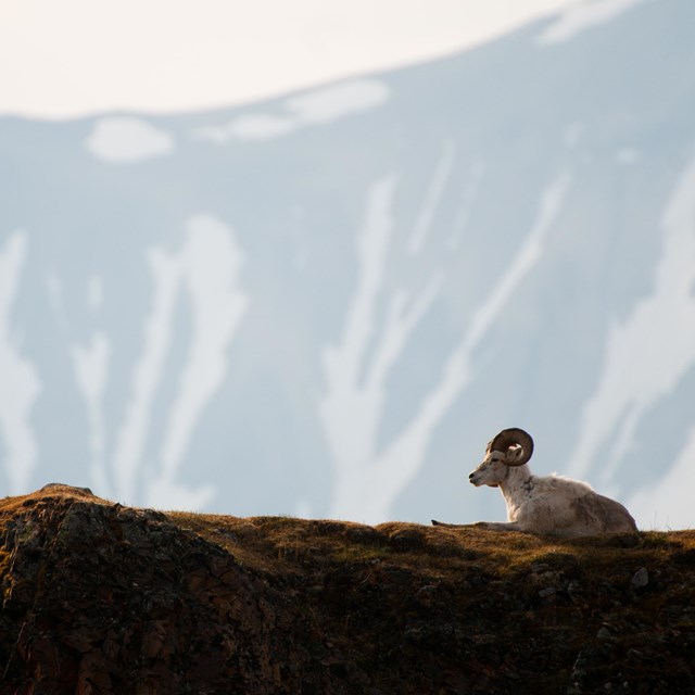 a dall sheep sits in front of mountains