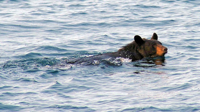 Photograph of black bear swimming in a blue lake.