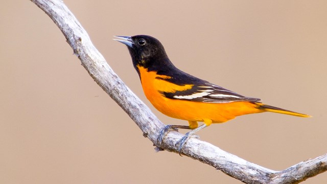 A black-and-orange bird stands on a bark-less tree branch; its gray beak is parted slightly
