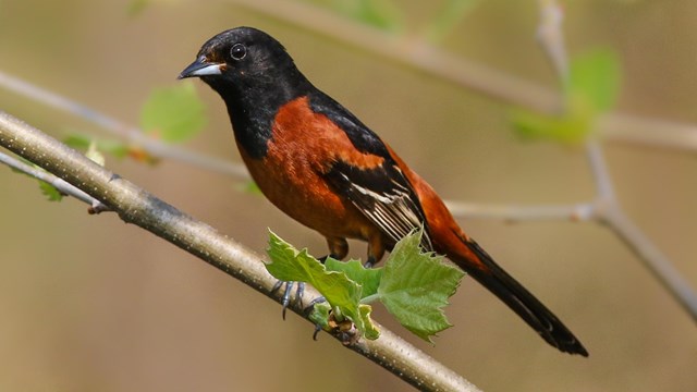 A rust-and-black colored bird stands on a tree branch above a small sprig of young green leaves