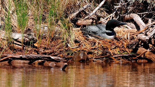 A common loon in its nest near the water.
