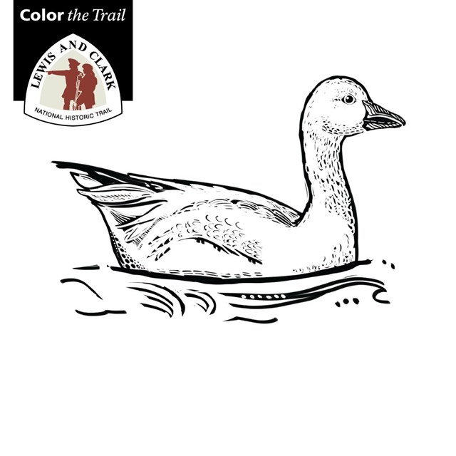 line drawing of a snow goose