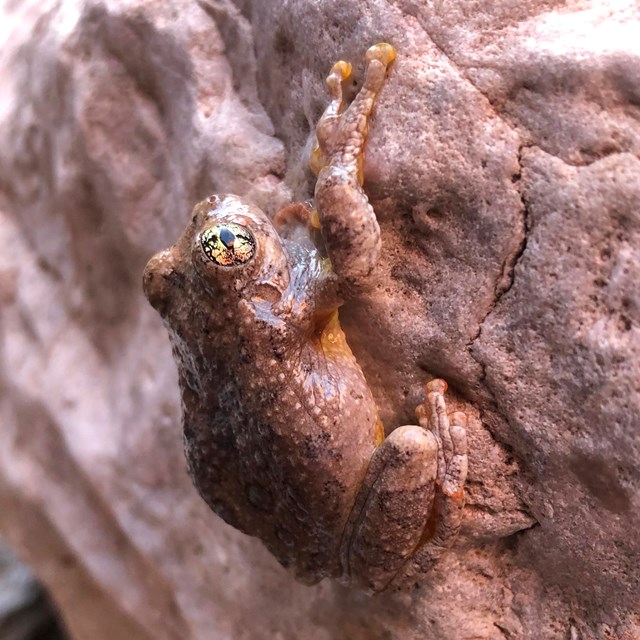 A sandstone-colored toad clings to a sandstone rock.