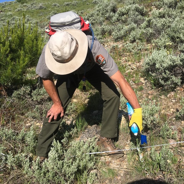 Person in NPS uniform spraying a can at invasive plants