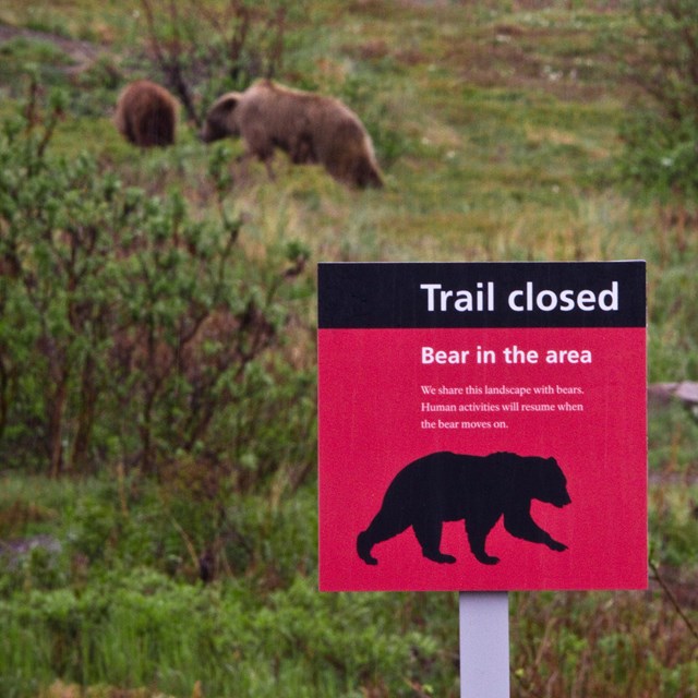 Sign indicating that a trail is closed due to bear activity with several bears behind the sign