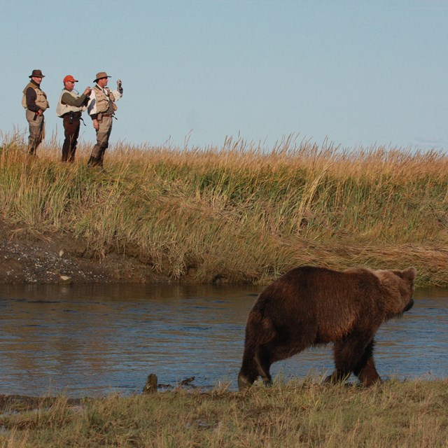 3 men stand on a river bank watching a bear