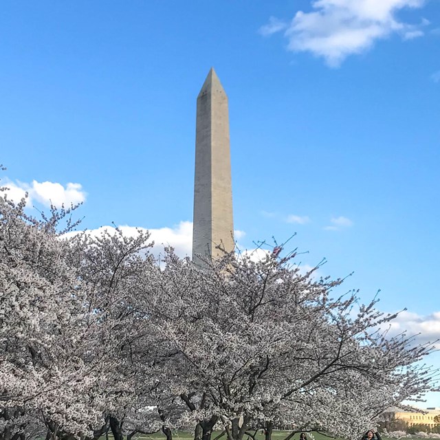 Photo of Washington Monument surrounded by flowering trees. 
