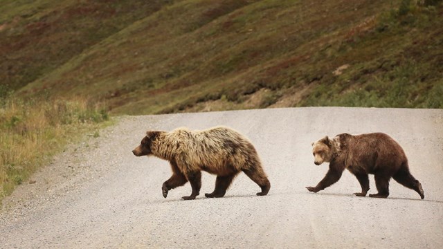 two large brown bears walking across a dirt road on a mountainside