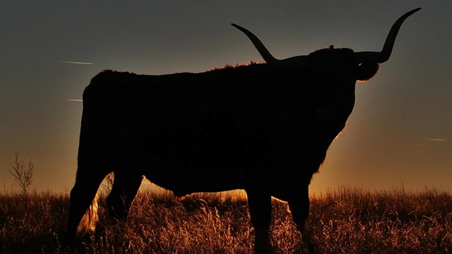 An oxen backlight by the setting sun