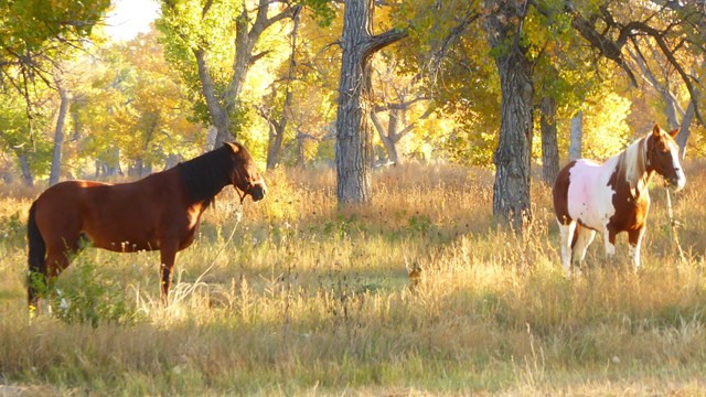 Horses on leads in the cottonwood trees with turning leaves. 
