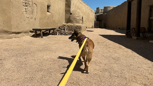 A leashed dog explores the side corral of the fort. 